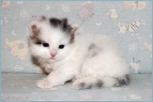 Male Siberian Kitten from Deedlebug Siberians